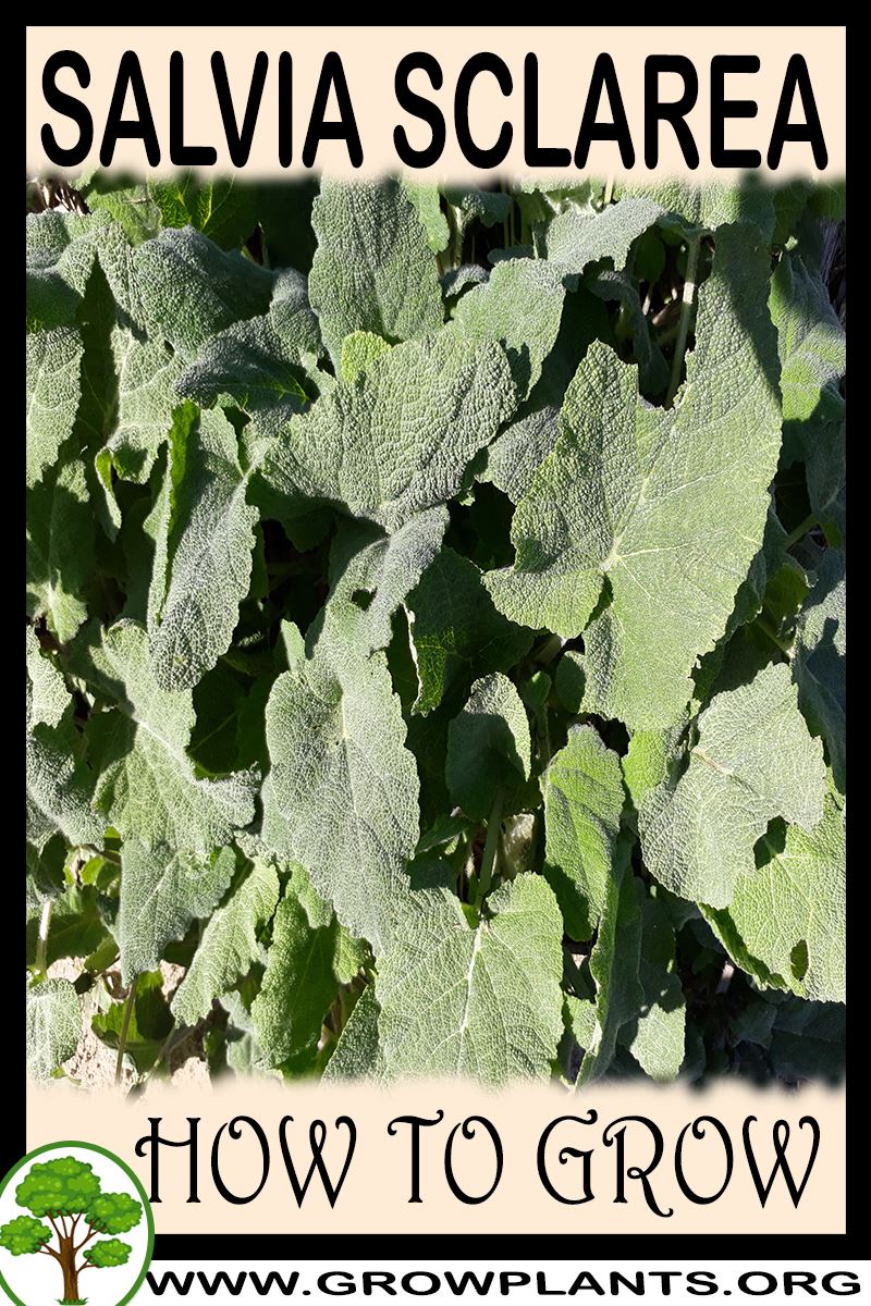 How to grow Salvia sclarea