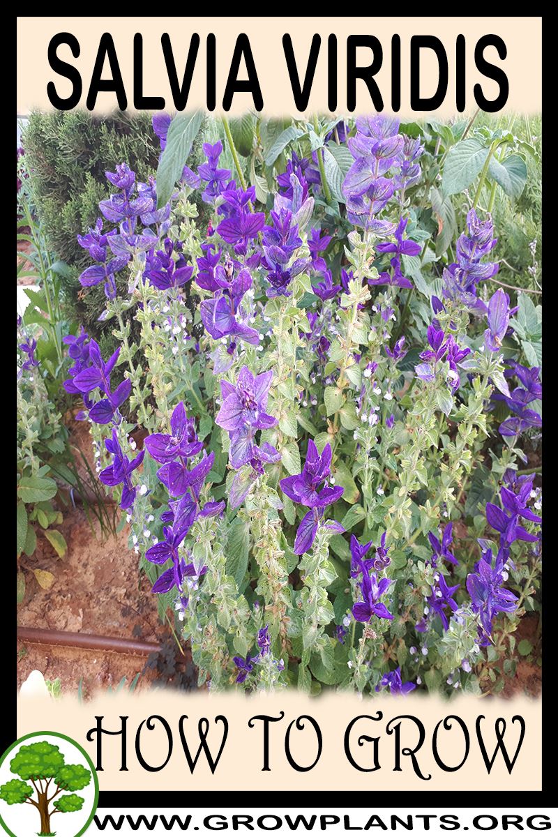 How to grow Salvia viridis