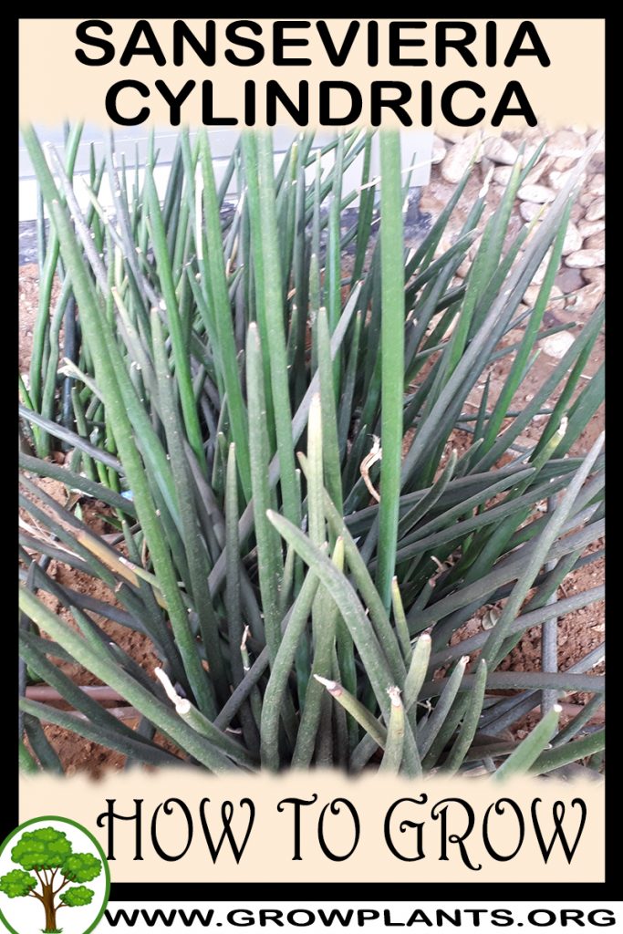 How to grow Sansevieria cylindrica