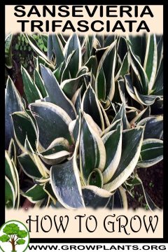 Sansevieria trifasciata - How to grow & care