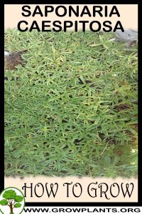 How to grow Saponaria caespitosa