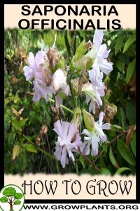 How to grow Saponaria officinalis