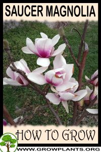 How to grow Saucer magnolia
