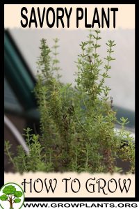 How to grow Savory plant