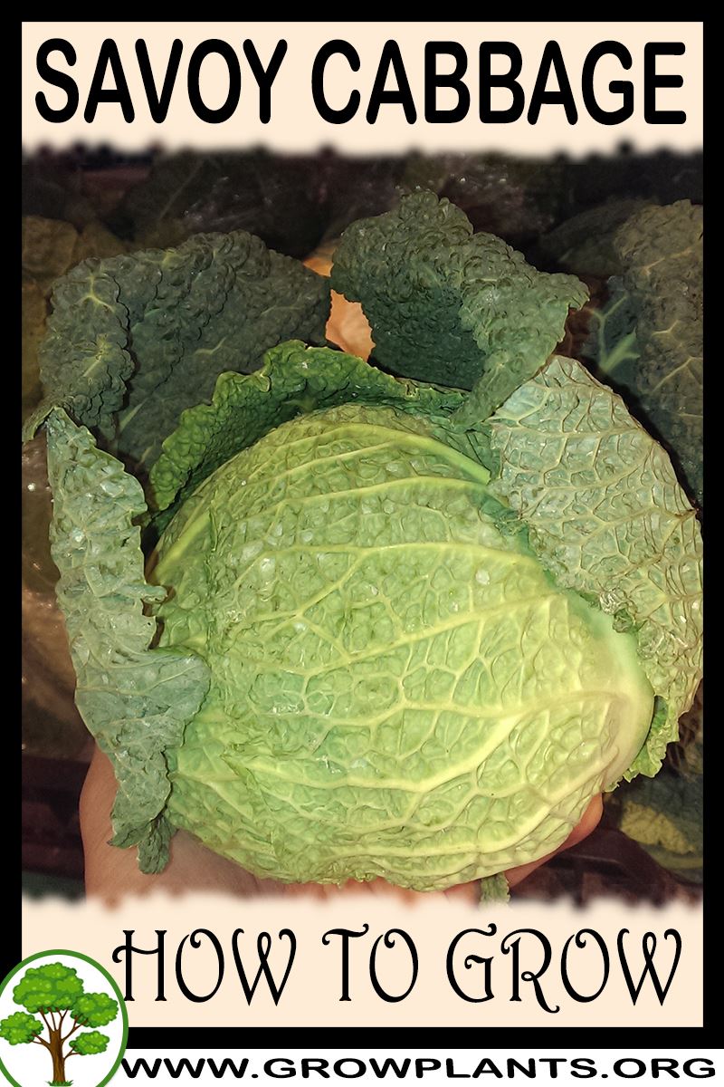 How to grow Savoy cabbage