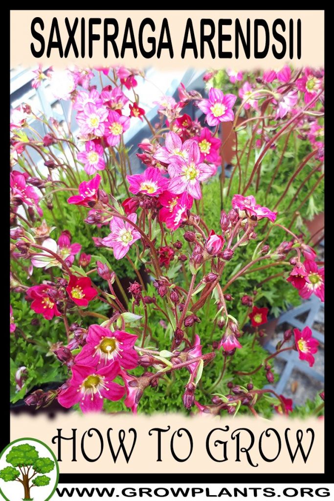 How to grow Saxifraga arendsii