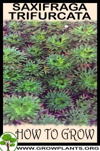 How to grow Saxifraga trifurcata
