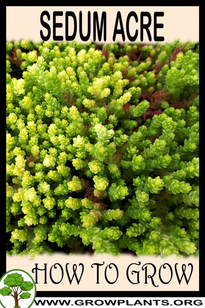 How to grow Sedum acre