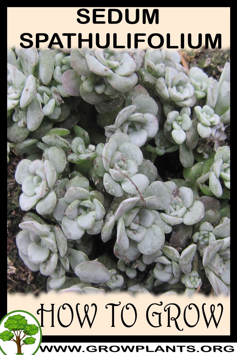 How to grow Sedum spathulifolium