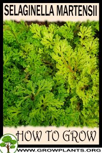 How to grow Selaginella martensii