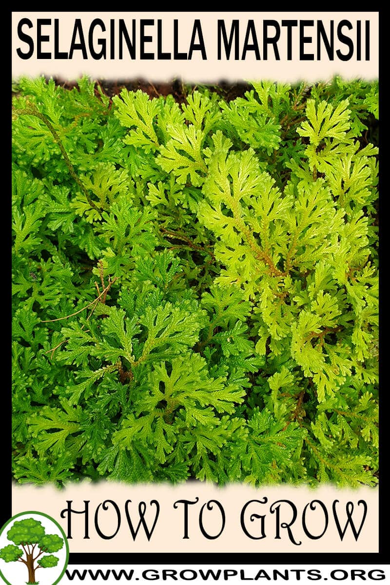 How to grow Selaginella martensii
