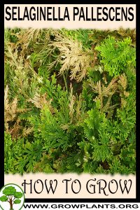 How to grow Selaginella pallescens