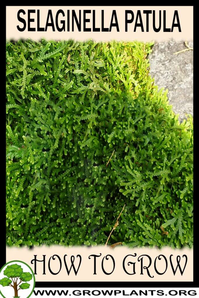 How to grow Selaginella patula