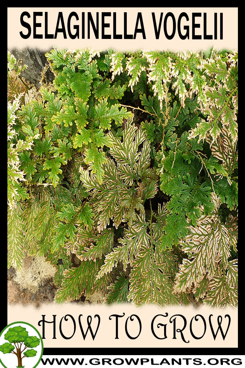 How to grow Selaginella vogelii