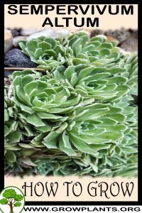 How to grow Sempervivum altum