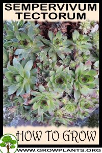How to grow Sempervivum tectorum