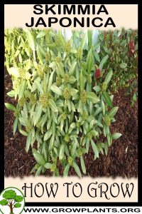 How to grow Skimmia japonica