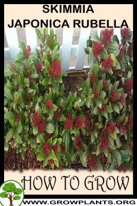How to grow Skimmia japonica rubella