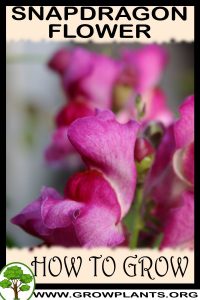 How to grow Snapdragon flower