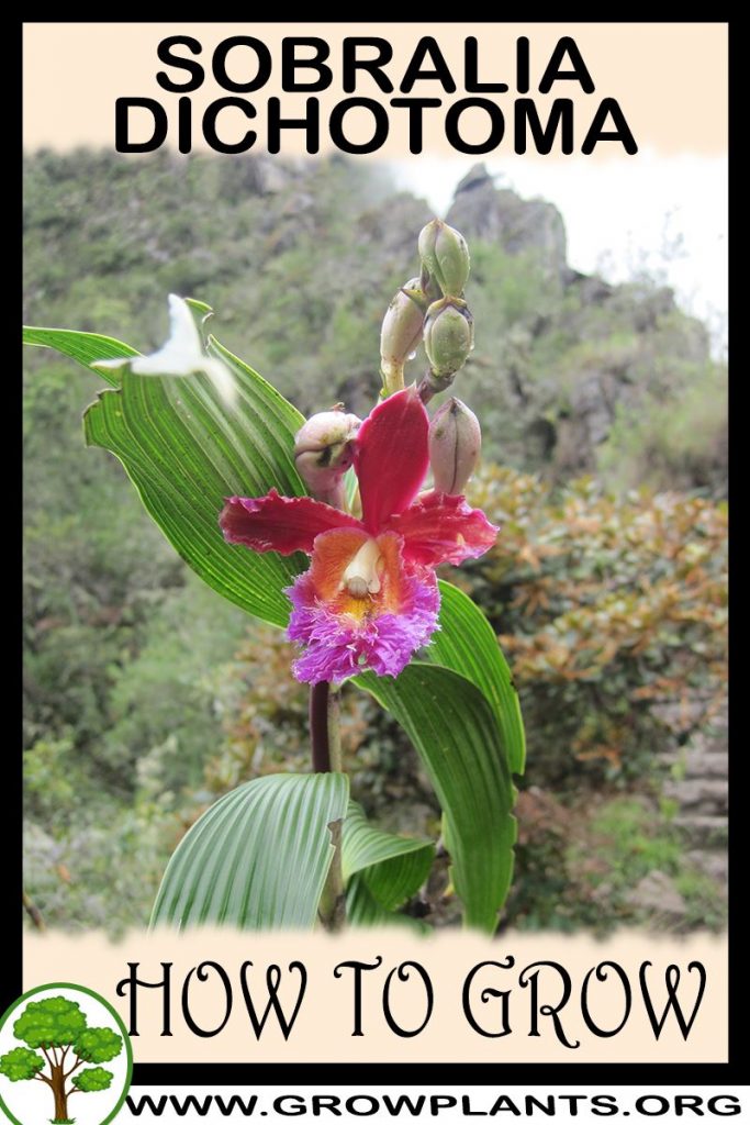 How to grow Sobralia dichotoma