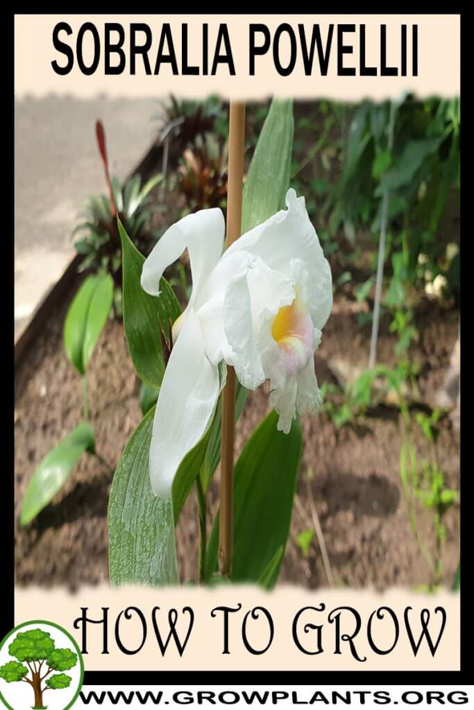 How to grow Sobralia powellii