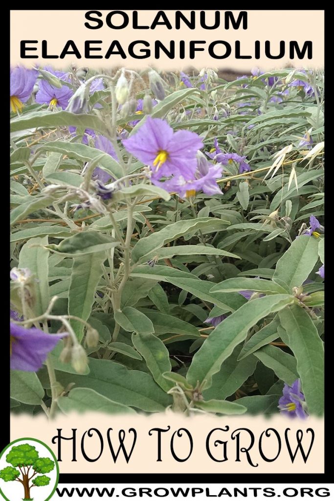 How to grow Solanum elaeagnifolium