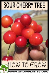 How to grow Sour cherry tree