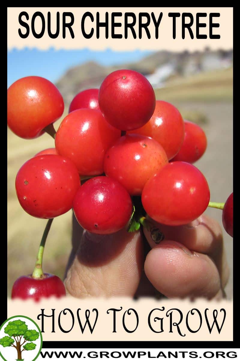 How to grow Sour cherry tree