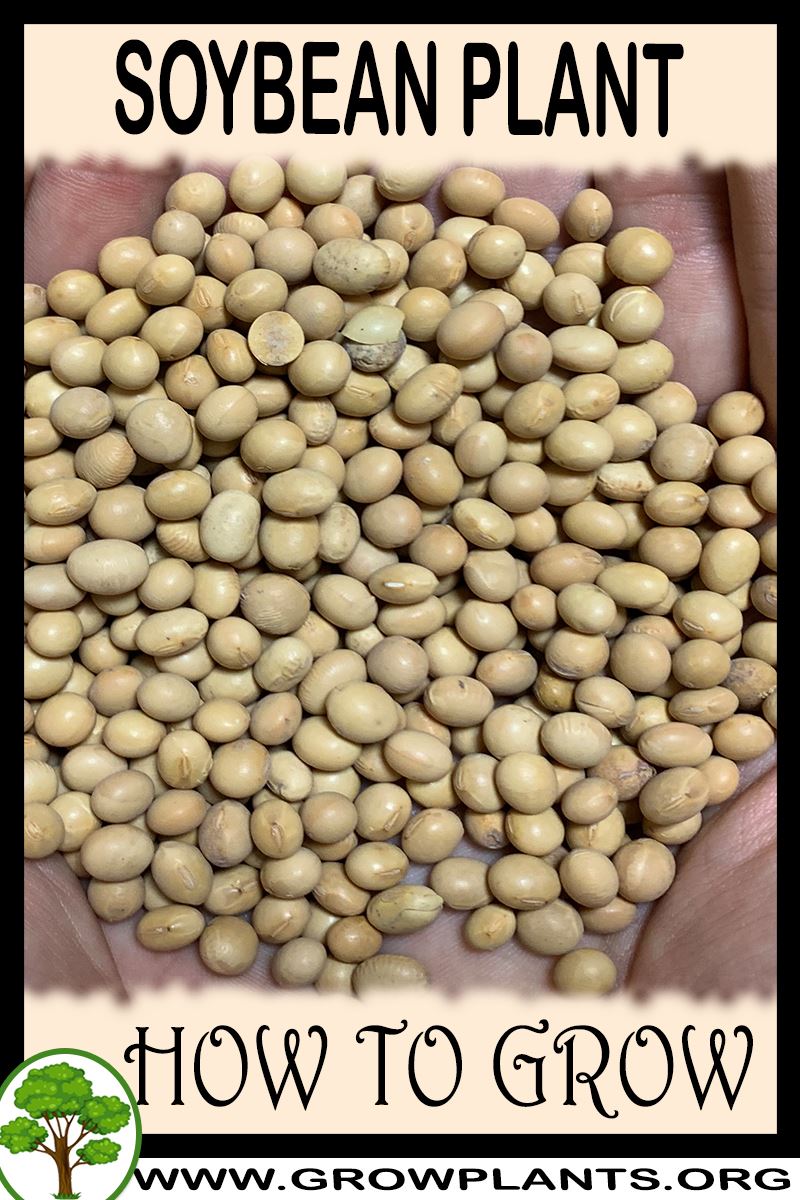 How to grow Soybean plant