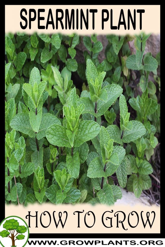 Spearmint plant - How to grow & care