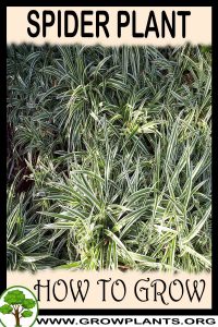 How to grow Spider plant