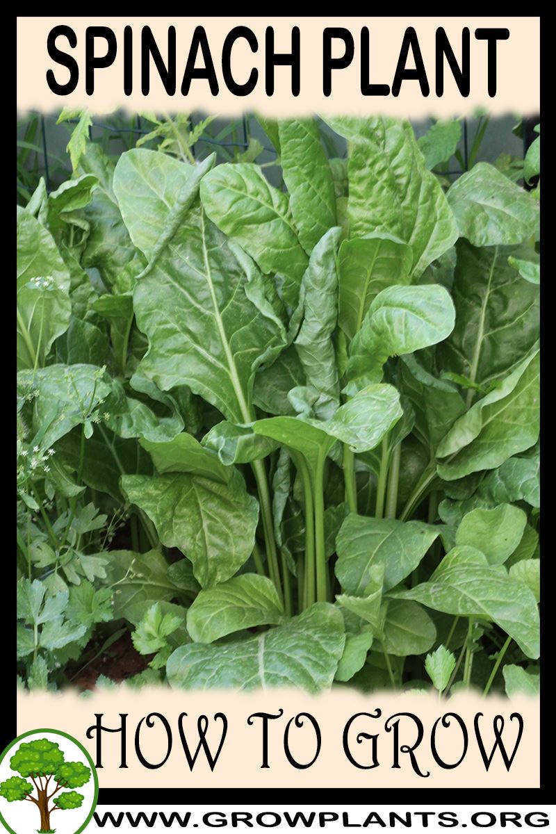 How to grow Spinach plant