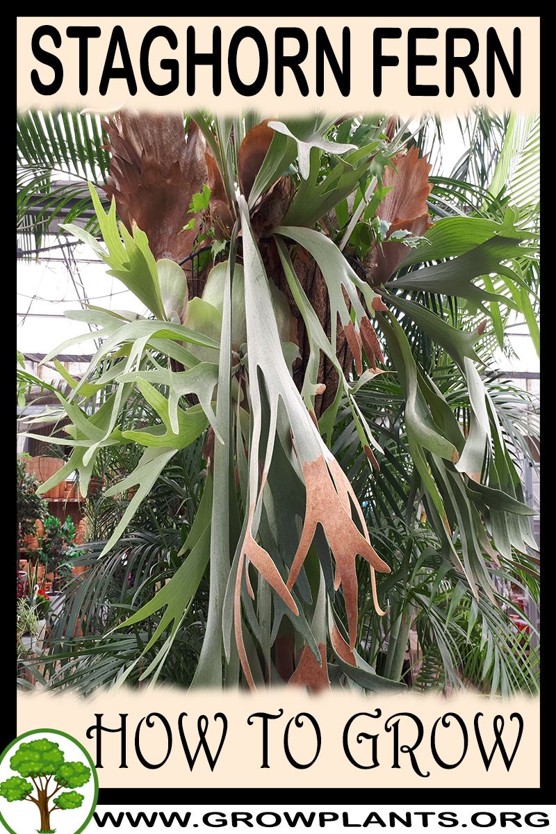 How to grow Staghorn Fern