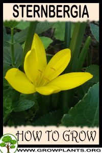 How to grow Sternbergia