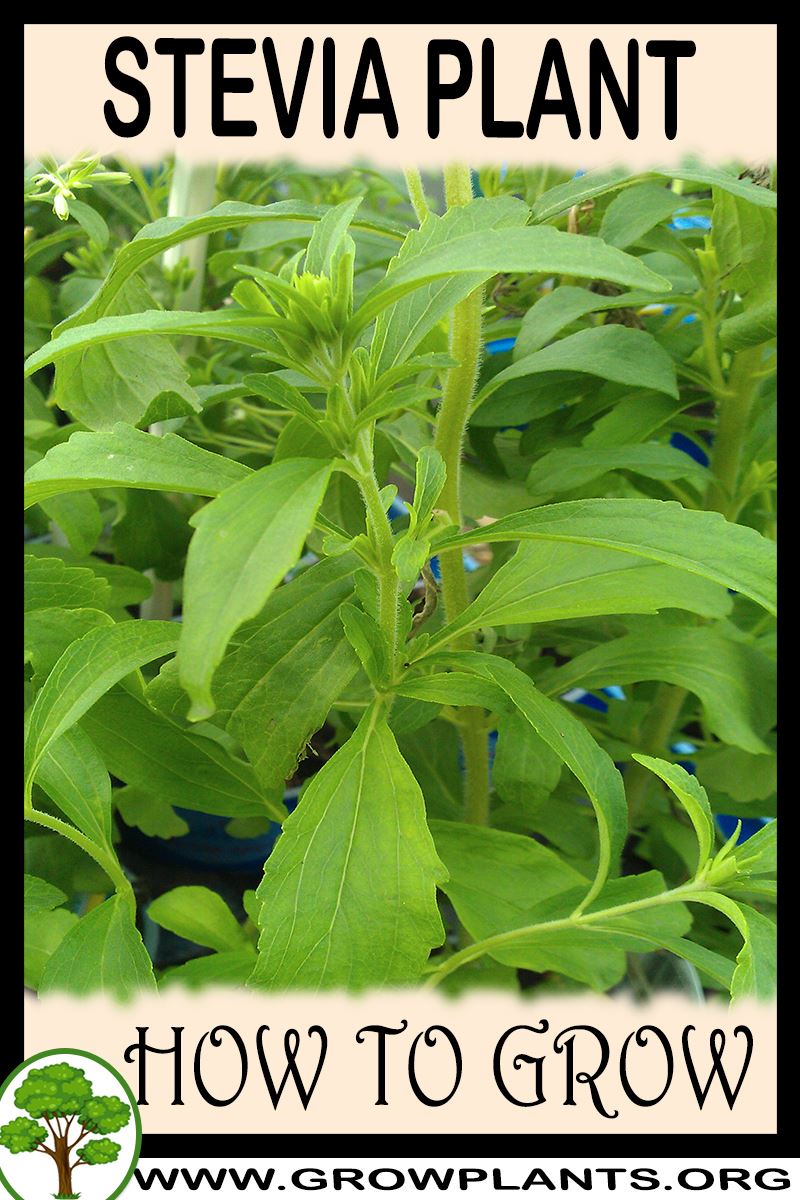 How to grow Stevia plant