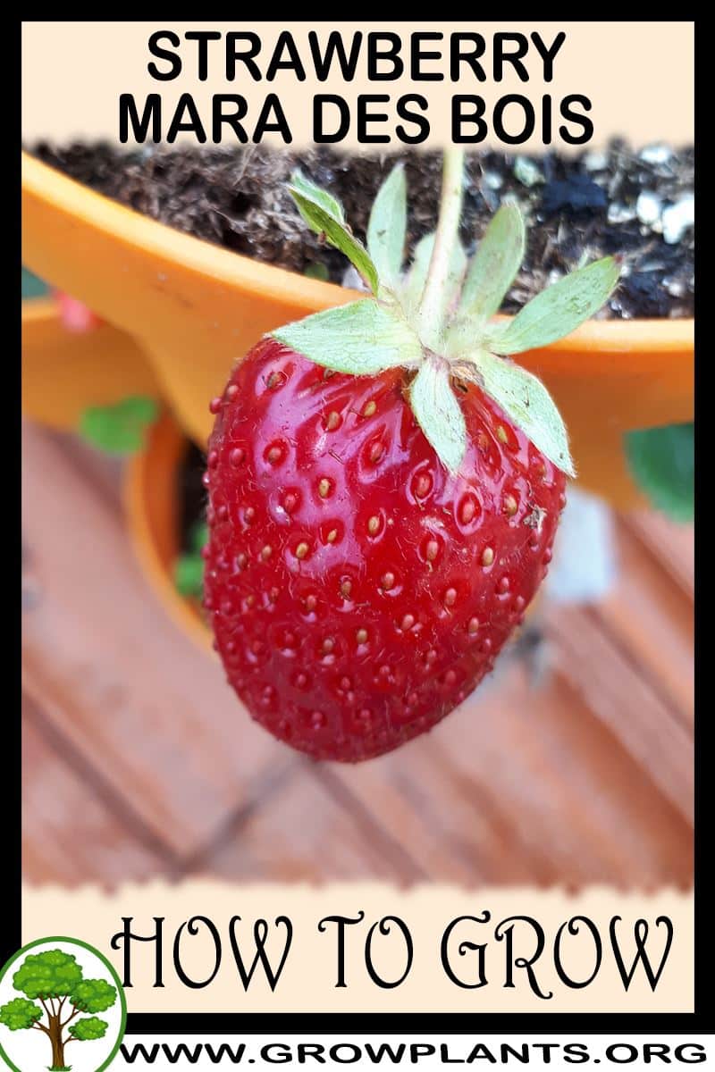 How to grow Strawberry Mara des bois