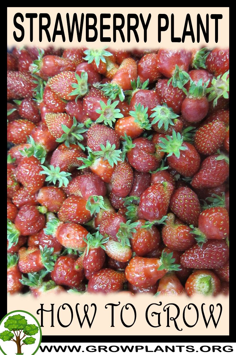 How to grow Strawberry plant