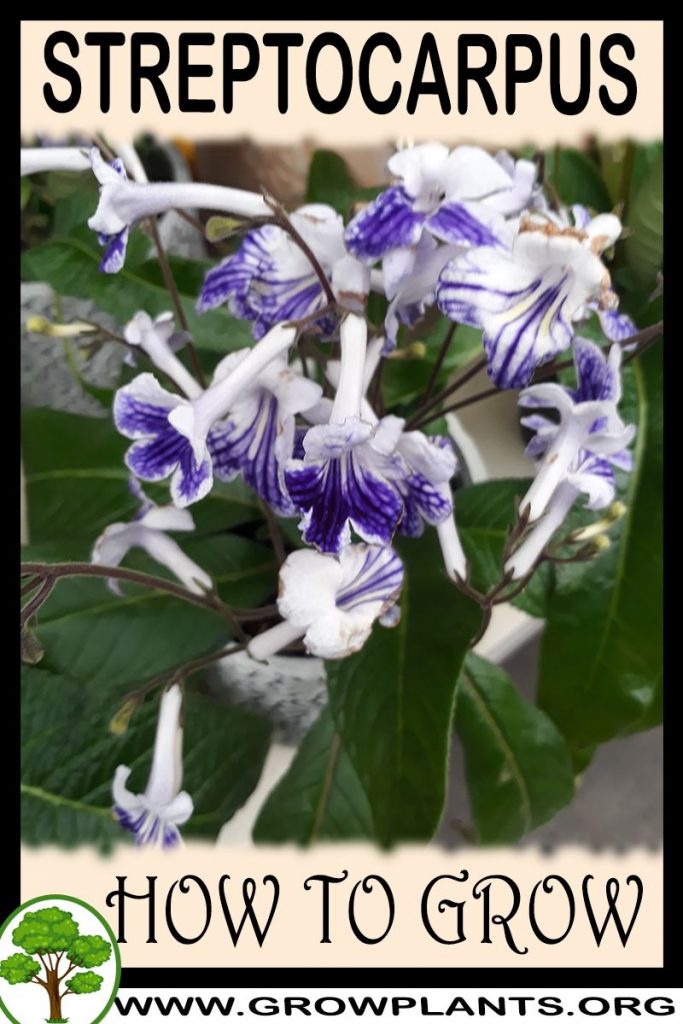 How to grow Streptocarpus