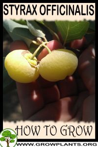 How to grow Styrax officinalis