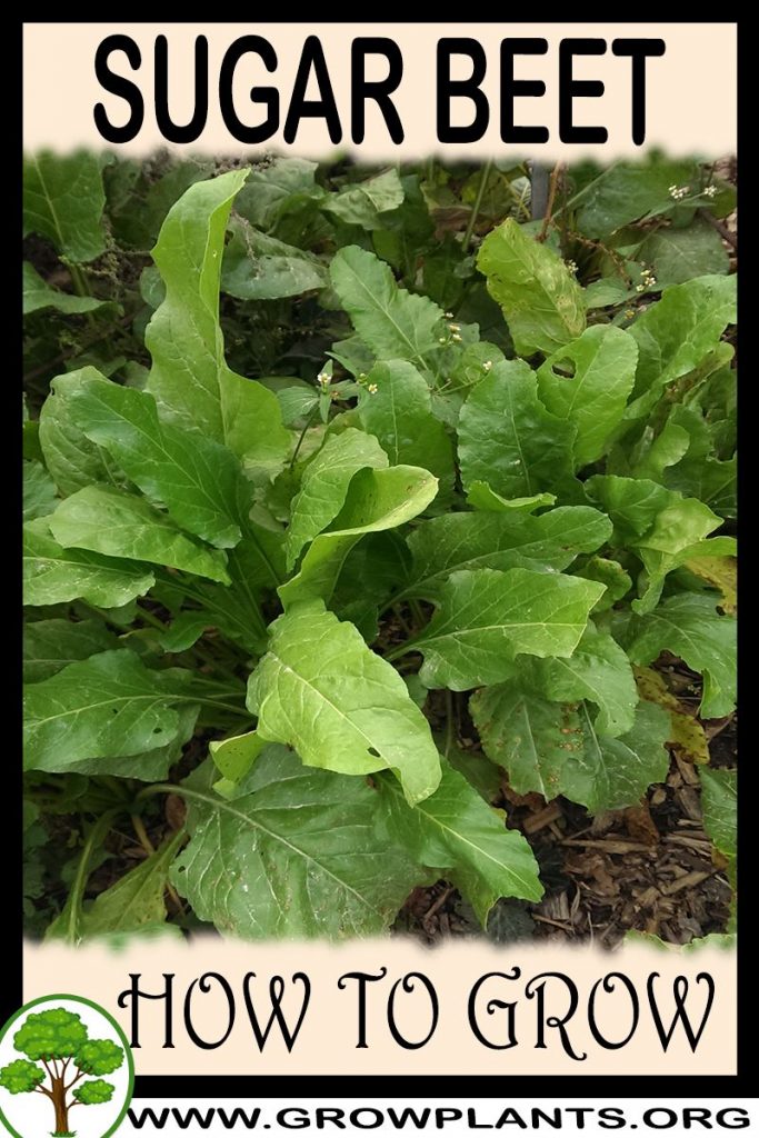 How to grow Sugar beet