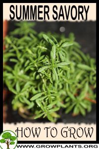 How to grow Summer savory