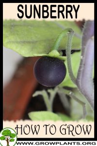 How to grow Sunberry
