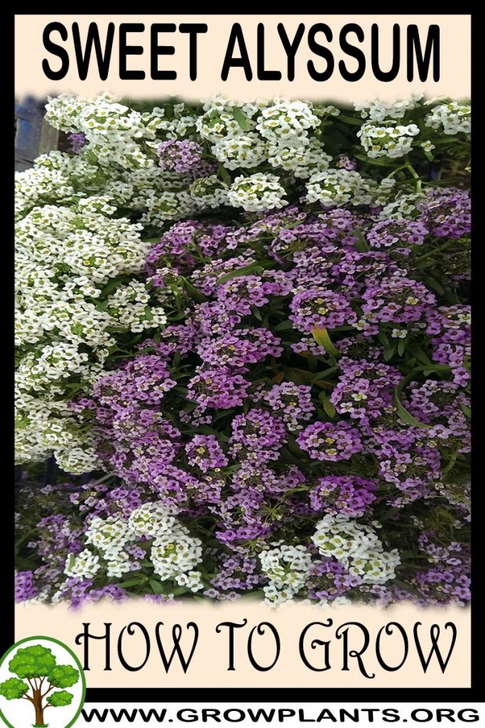 How to grow Sweet alyssum