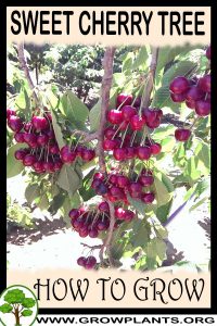 How to grow Sweet cherry tree