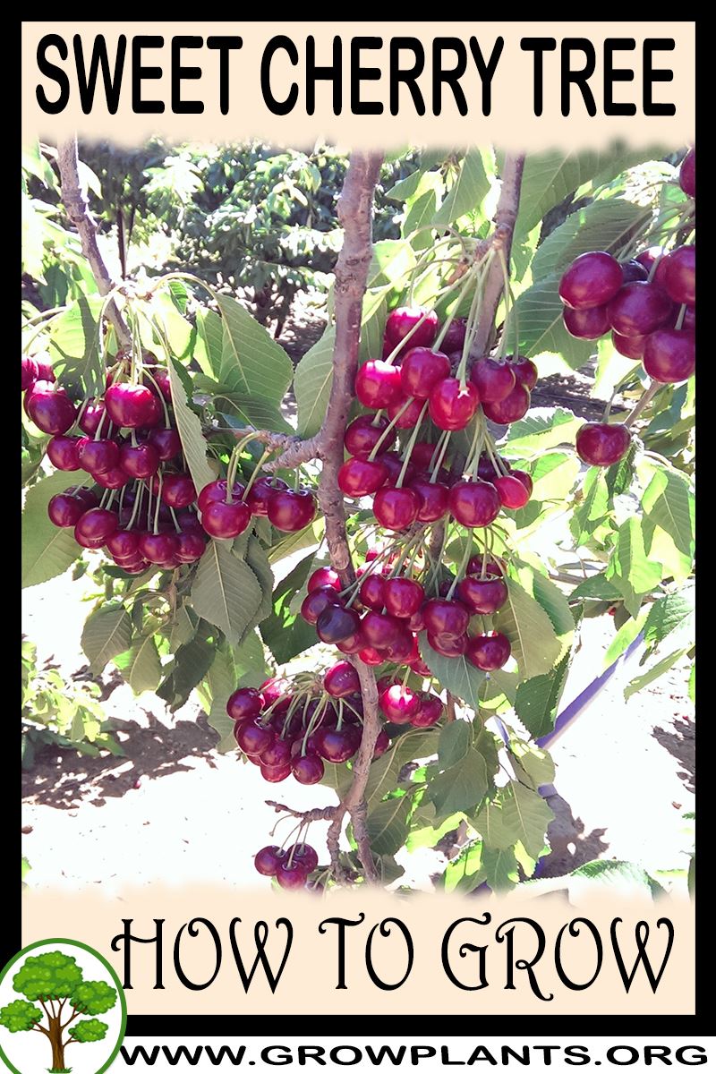 How to grow Sweet cherry tree