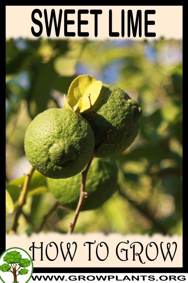 How to grow Sweet lime