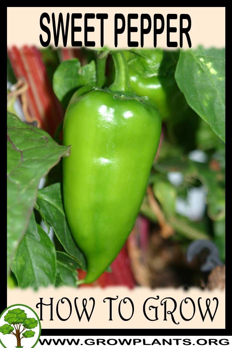 How to grow Sweet pepper