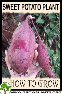 How to grow Sweet potato