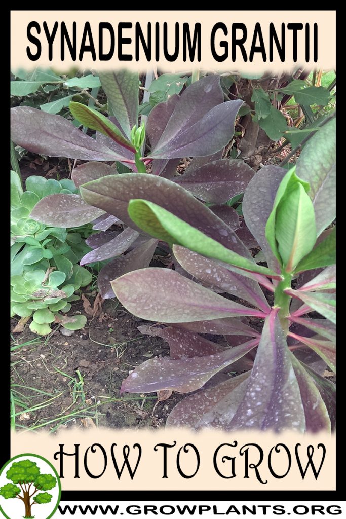 How to grow Synadenium grantii