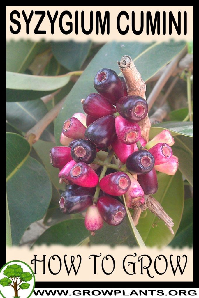 How to grow Syzygium cumini